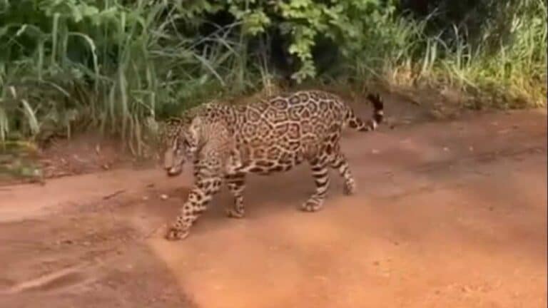 Fake: vídeo de onça passeando em estrada vicinal não é em João Pinheiro