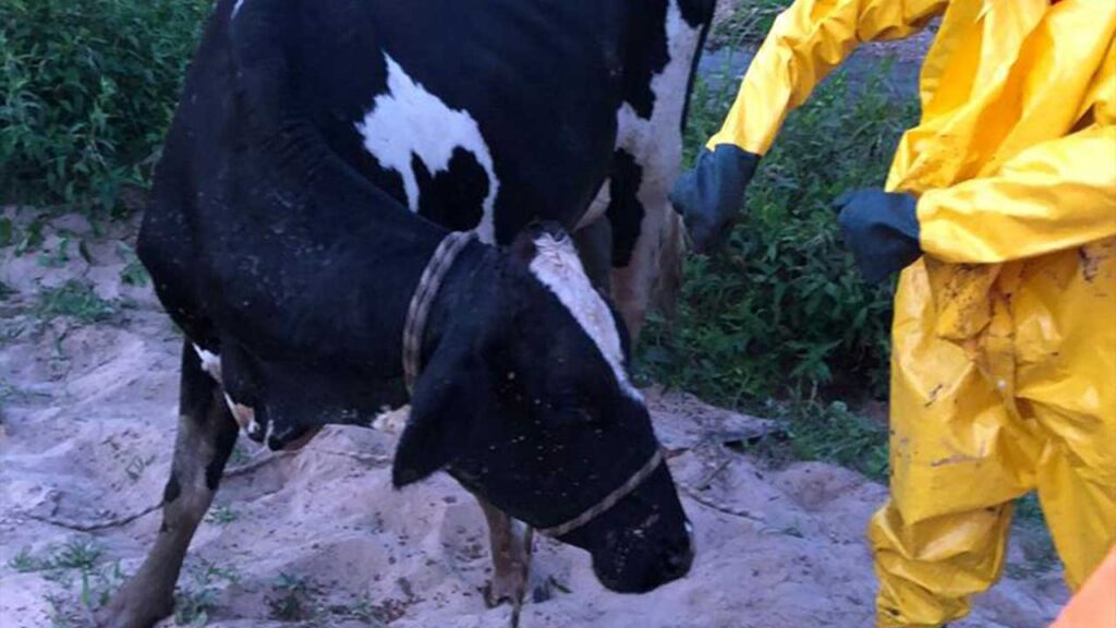 Corpo de Bombeiros resgata mais uma vaca atolada na antiga lagoa de João Pinheiro