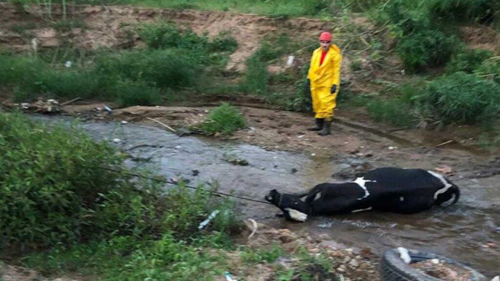 Corpo de Bombeiros resgata mais uma vaca atolada na antiga lagoa de João Pinheiro