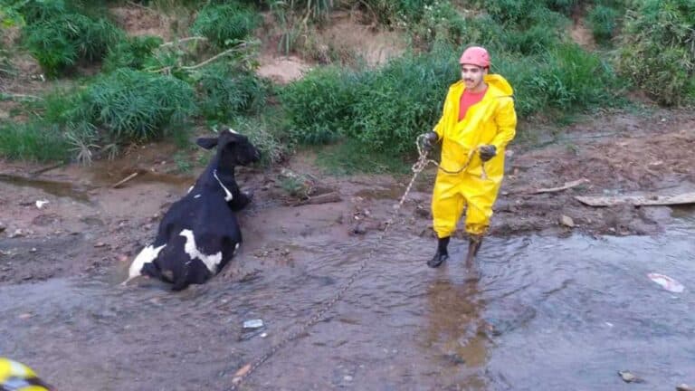 Corpo de Bombeiros resgata mais uma vaca atolada na antiga lagoa de João Pinheiro