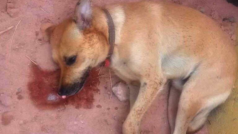 Pinheirense denuncia envenenamento de seu animal de estimação no Bairro Jardim Bela Vista, em João Pinheiro