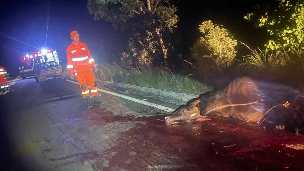 Vaca solta na pista causa acidente na MG-181 em João Pinheiro; ocupantes saem ilesos