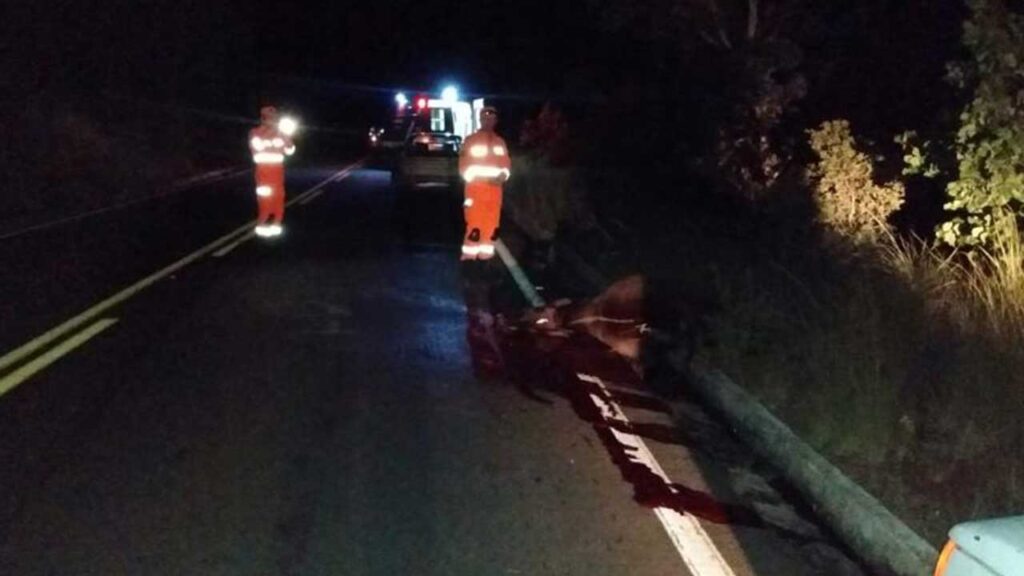 Vaca solta na pista causa acidente na MG-181 em João Pinheiro; ocupantes saem ilesos