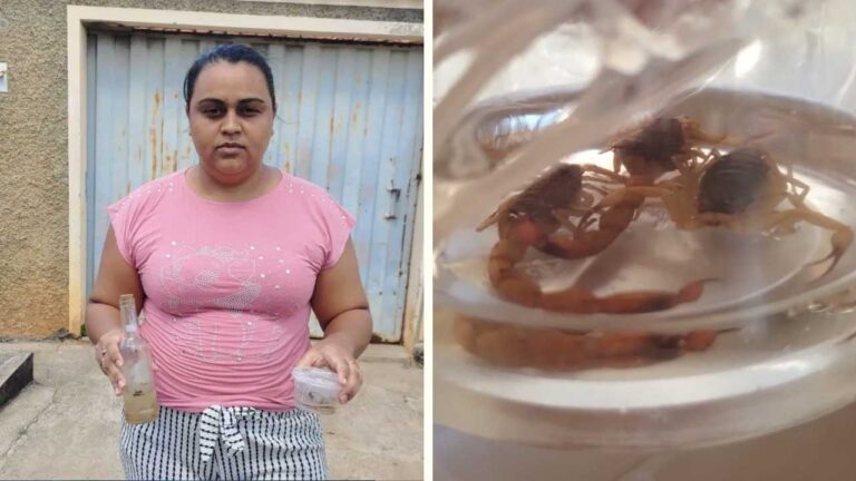 Moradora é picada por escorpião enquanto dormia e pede providências às autoridades de João Pinheiro
