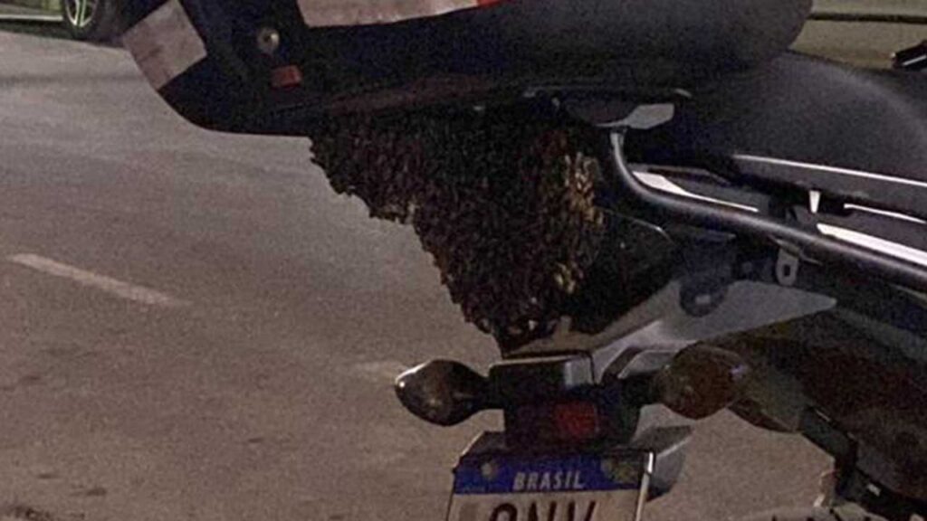 Corpo de Bombeiros captura abelhas que se alojaram em motocicleta no Centro de João Pinheiro