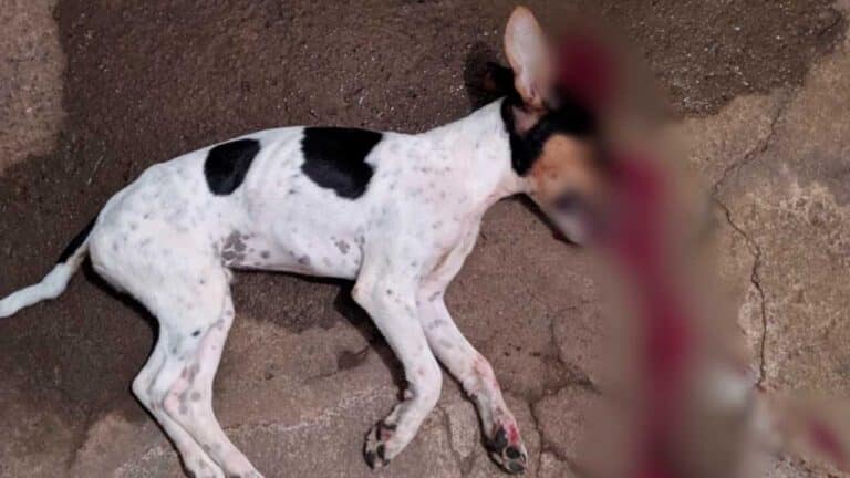 Prisão por maus-tratos a animais: jovem é detido ao lançar filhote contra parede em Minas Gerais