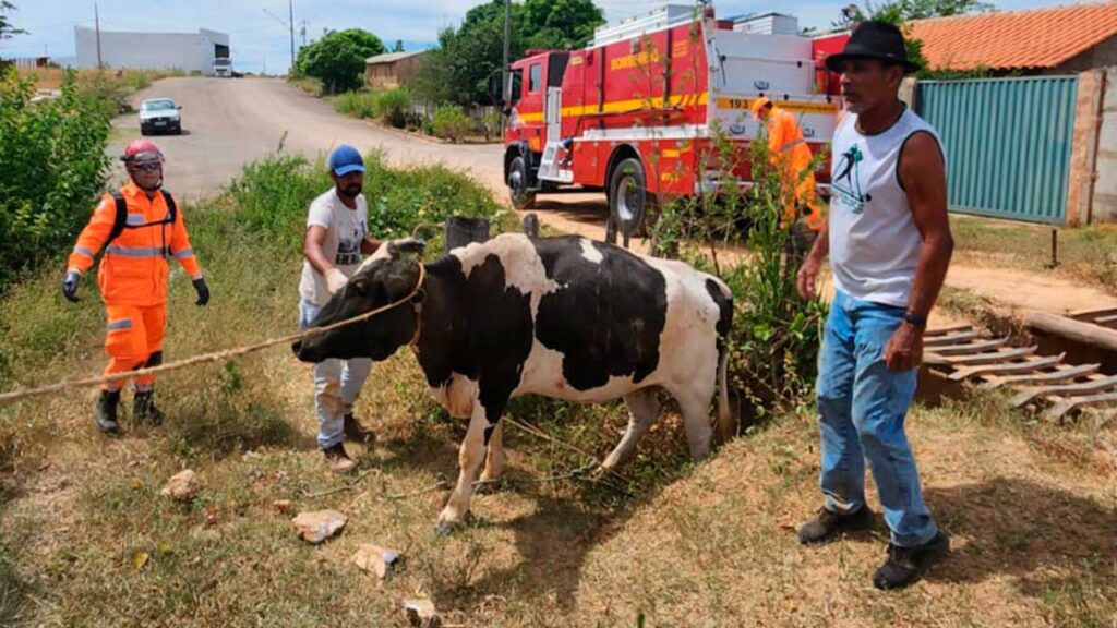 Corpo de Bombeiros resgata vaca que caiu em mata-burro em João Pinheiro