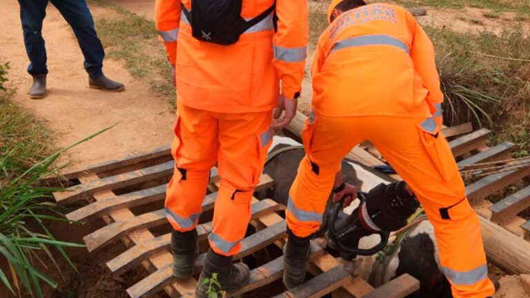 Corpo de Bombeiros resgata vaca que caiu em mata-burro em João Pinheiro