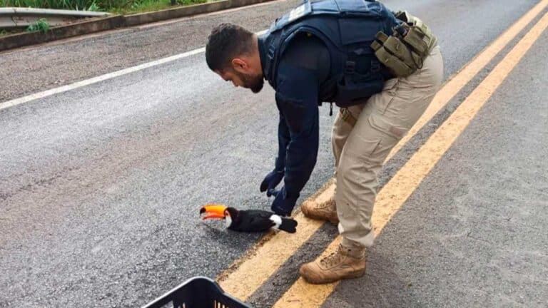 PRF resgata Tucano machucado na BR-040, em Lagoa Grande; ave foi levada a uma clínica especializada