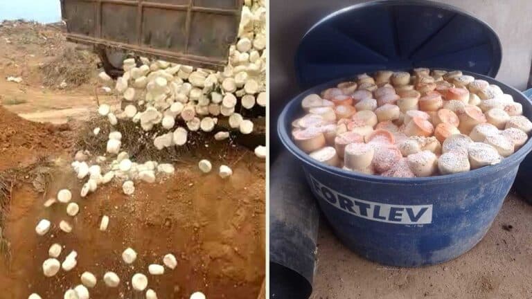 IMA descobrem mais de 11 toneladas de queijo armazenadas em meio a fezes de rato e larvas em Riachinho
