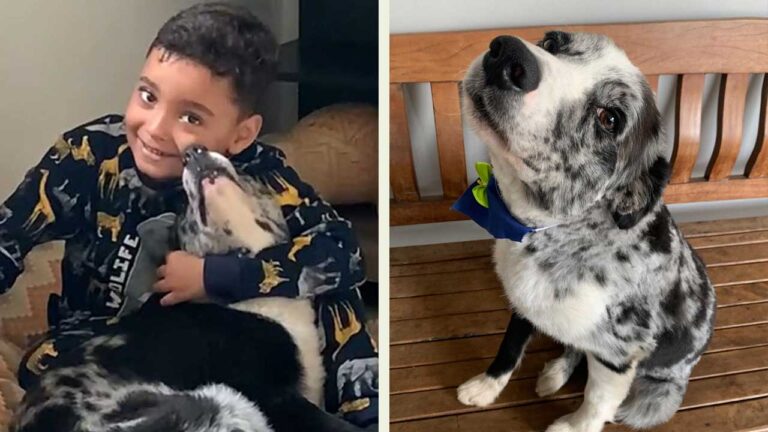 Família procura por Border Collie desaparecido em João Pinheiro