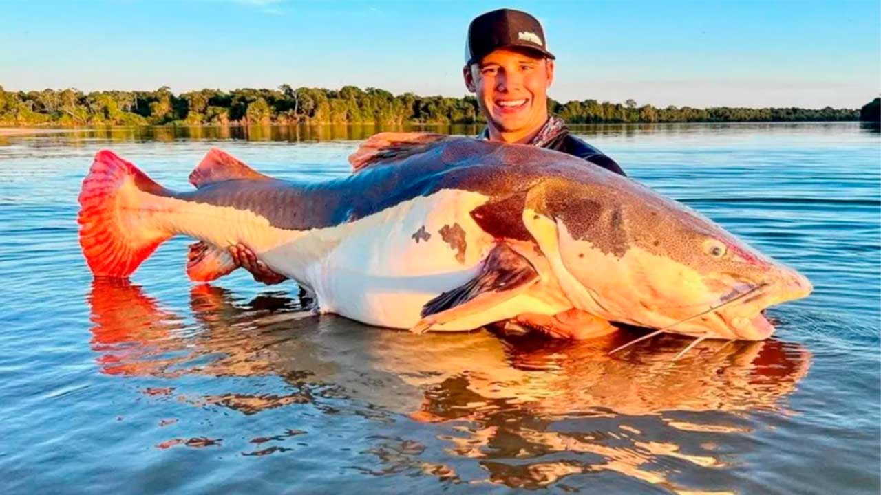Pescador brasileiro captura pirarara de 70 kg e quebra recorde mundial