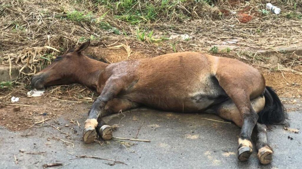 Cavalos reviram lixo no Bairro Papagaio e moradores reclamam por  providências em João Pinheiro