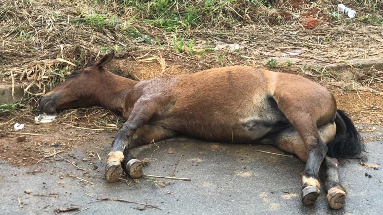 Moradora registra situação lamentável de cavalo debilitado no bairro Aeroporto em João Pinheiro