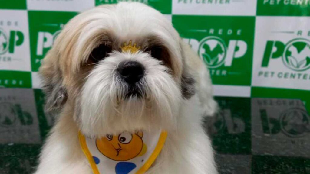 Proteja seus animais de estimação contra pulgas e carrapatos com a Pop Pet Center em João Pinheiro