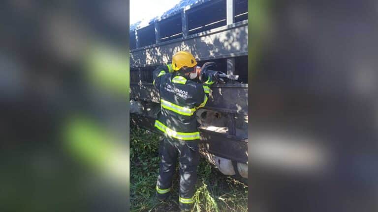 Carreta boiadeira tomba na MG-181, em Brasilândia de Minas, e parte do gado morre; motorista foi socorrido com vida