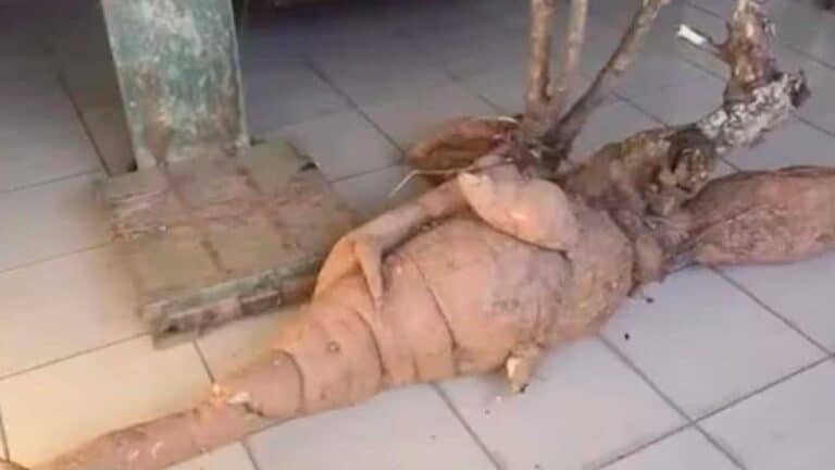 Casal colhe pé de mandioca de 112 kg e raízes de quase 2,5 metros; vídeo