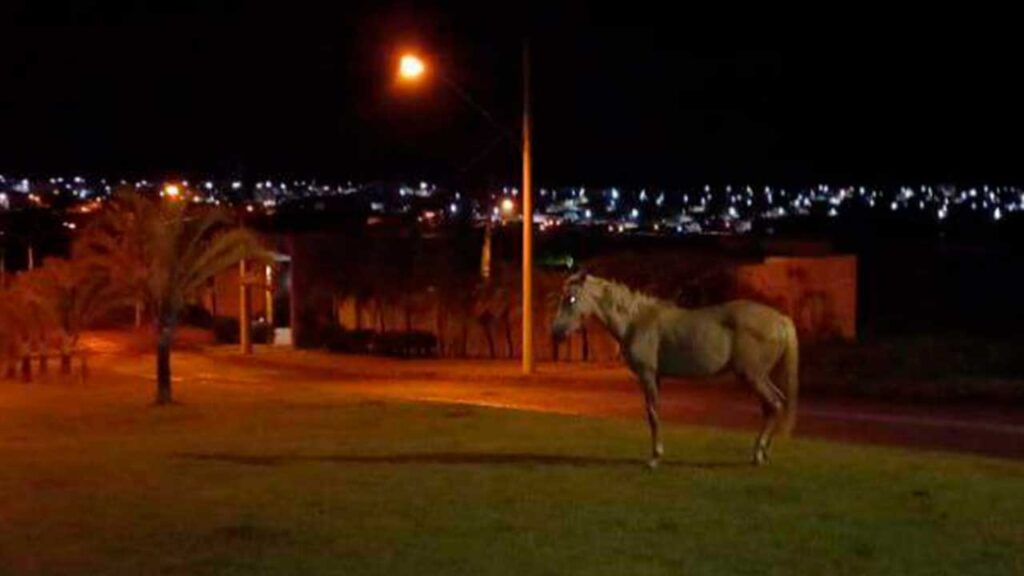 Prefeitura de João Pinheiro é condenada a pagar por prejuízos de pinheirense que bateu contra cavalo solto na rua