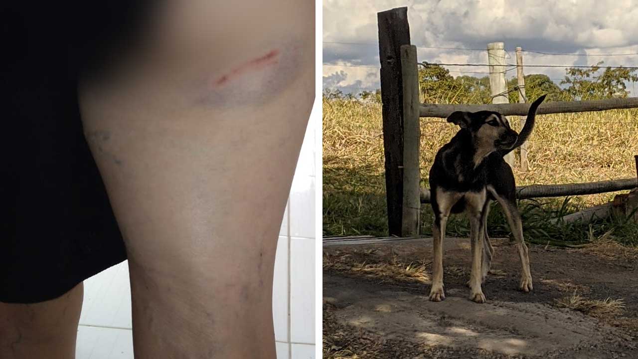 Cão agressivo solto nas proximidades da APAE tem aterrorizado alunos, professores e pais em João Pinheiro