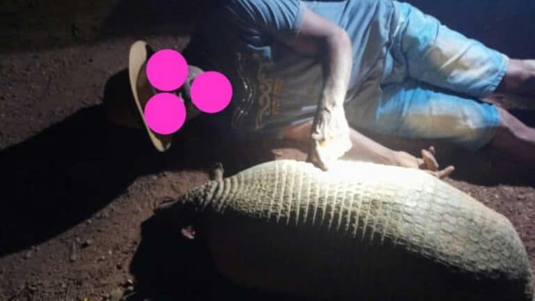 Ostentação de tatu morto em rede social custa caro a homem em Paracatu; multa de R$ 30.000 foi aplicada pela Polícia