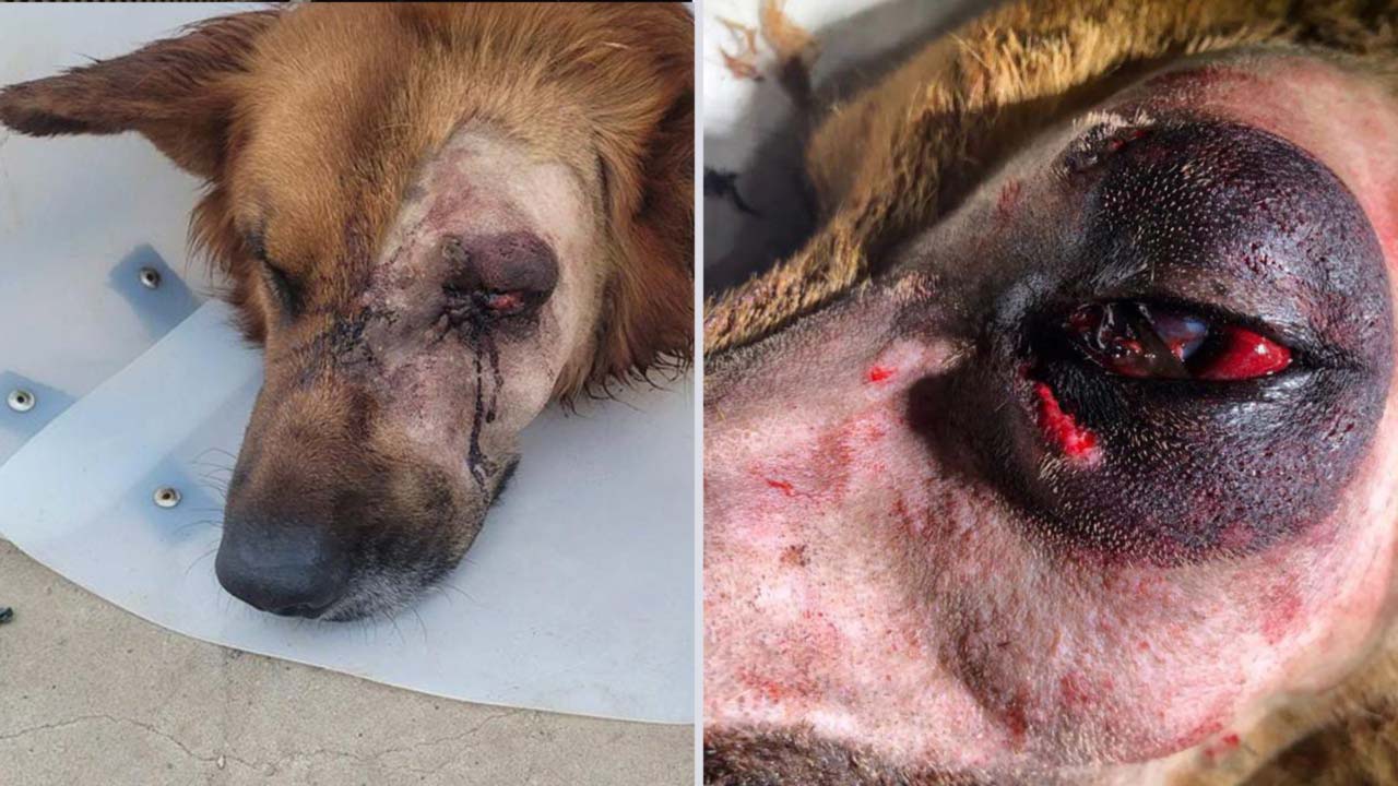 Crueldade: cachorro foge de casa, é agredido e volta cego de um olho em João Pinheiro