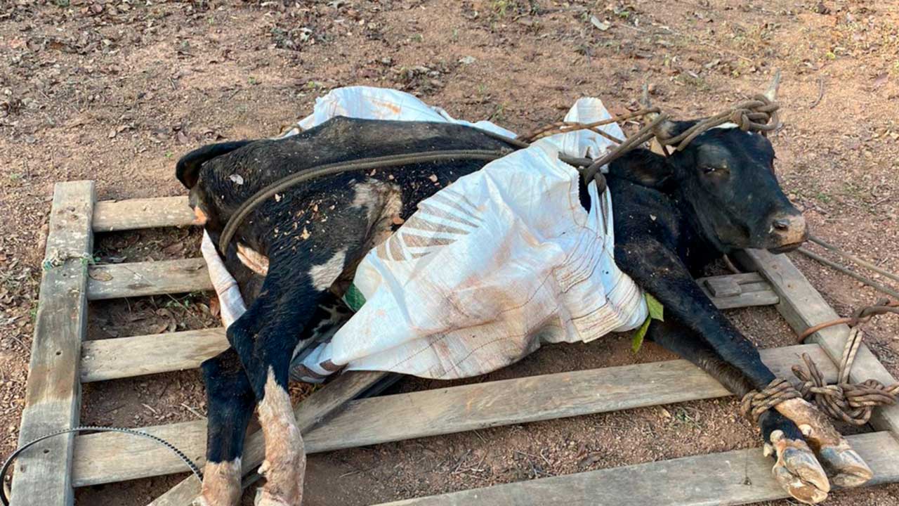 Corpo de Bombeiros resgata vaca atolada em grota na zona rural de João Pinheiro