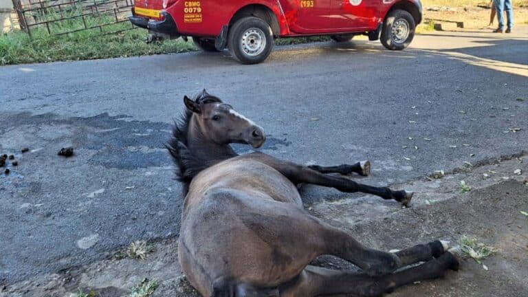 Corpo de Bombeiros resgata cavalo bastante debilitado das ruas de João Pinheiro