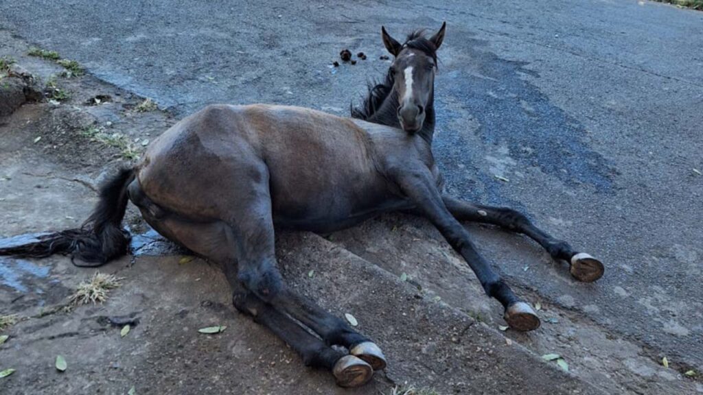 Corpo de Bombeiros resgata cavalo bastante debilitado das ruas de João Pinheiro
