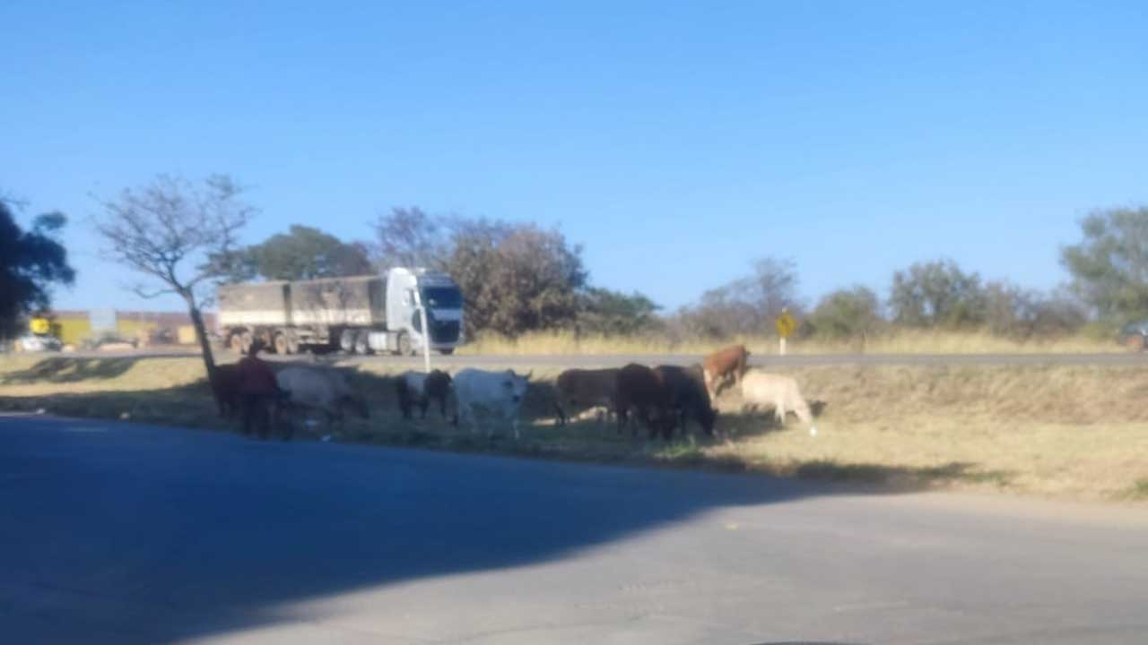 Pinheirenses flagram nove cabeças de gado às margens da BR-040 dois dias depois de acidente envolvendo bezerro