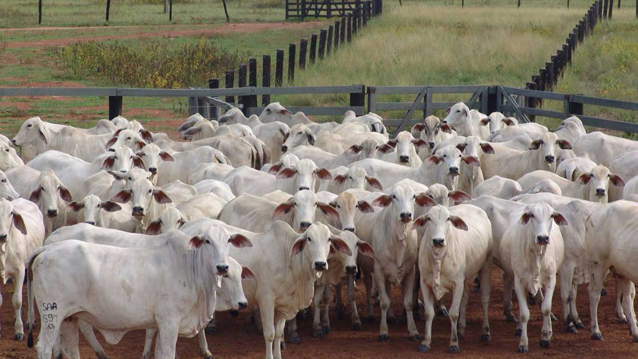 João Pinheiro é a 5ª cidade de Minas Gerais com maior número de cabeças de gado, segundo IBGE