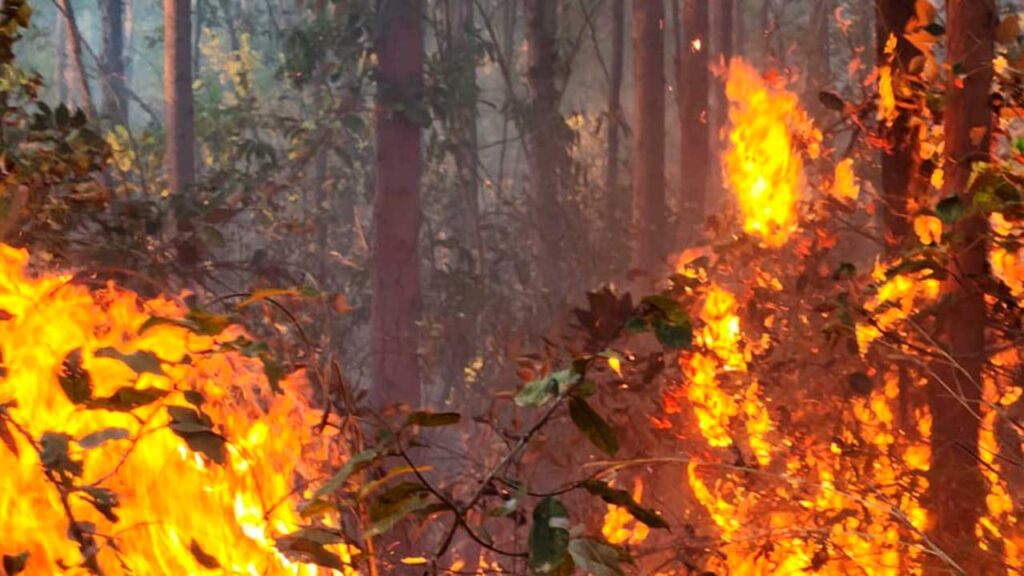 Corpo de Bombeiros combate incêndio que consumiu 90 hectares de eucalipto em Brasilândia de Minas