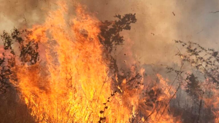 Corpo de Bombeiros combate incêndio que consumiu 90 hectares de eucalipto em Brasilândia de Minas