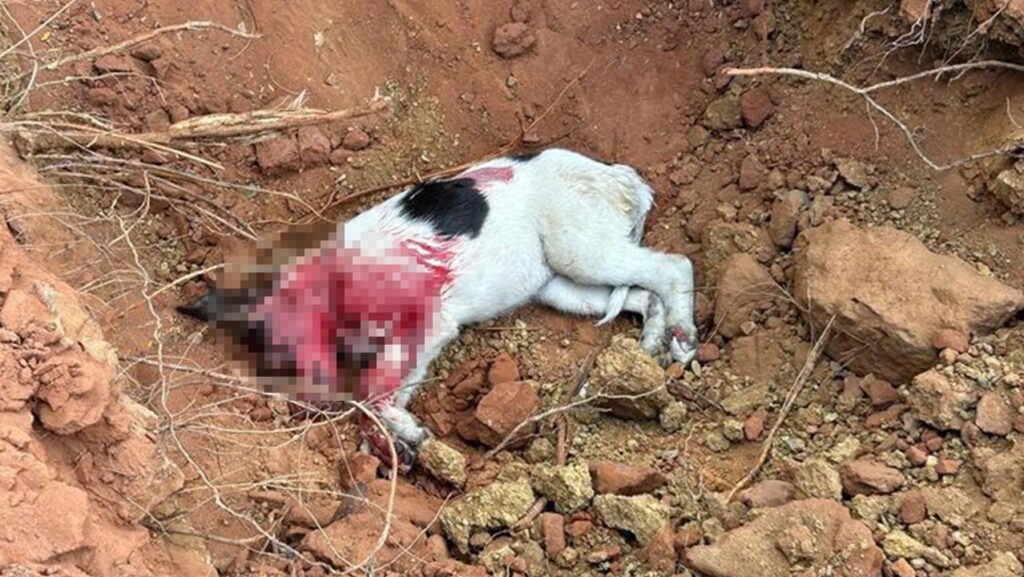 Motorista atropela e mata cachorrinha no Centro de João Pinheiro e foge sem prestar socorro
