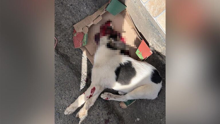 Motorista atropela e mata cachorrinha no Centro de João Pinheiro e foge sem prestar socorro