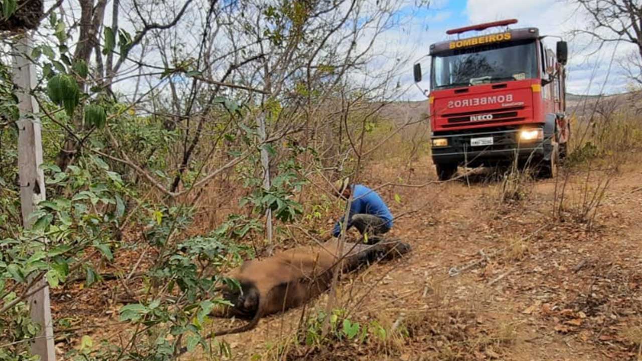 Corpo de Bombeiros salva vaca atolada na zona rural de João Pinheiro; animal estava preso há dois dias