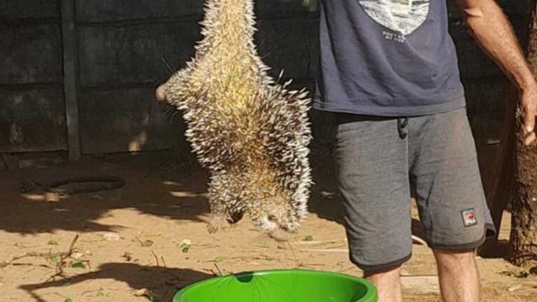 Ouriço Cacheiro é resgatado pelo Corpo de Bombeiros no quintal de residência no Itaipu, em João Pinheiro