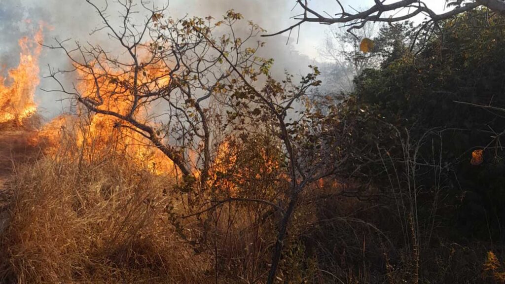Combate a incêndio no Capão da Água Limpa durou 5 horas; aproximadamente 7 hectares foram consumidos pelo fogo