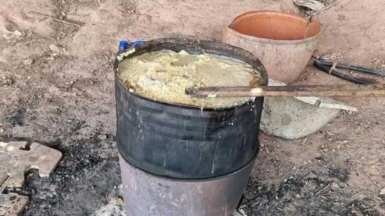 Homem é preso suspeito de matar onças-pintadas e cozinhar carne para cachorros