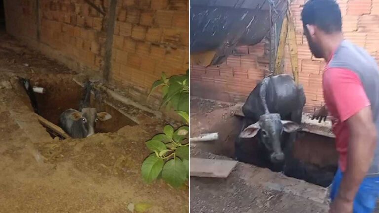 Bezerro é resgatado após cair em fossa em pleno centro de Brasilândia de Minas; veja o vídeo