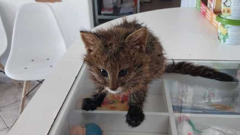 Gato Palheiro, ameaçado de extinção, é localizado em fazenda de João Pinheiro após 30 anos sem registros