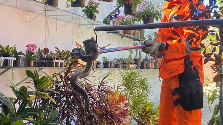Jiboia de 1,5 metros “visita” floricultura em João Pinheiro e é resgatada pelo Corpo de Bombeiros
