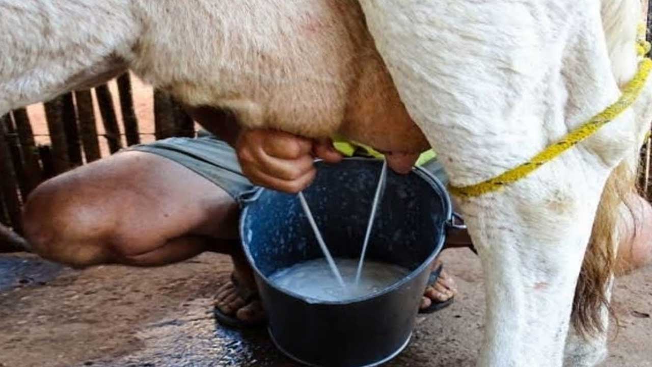 Coopatos suspende captação de leite em fazendas de João Pinheiro devido a custos de frete