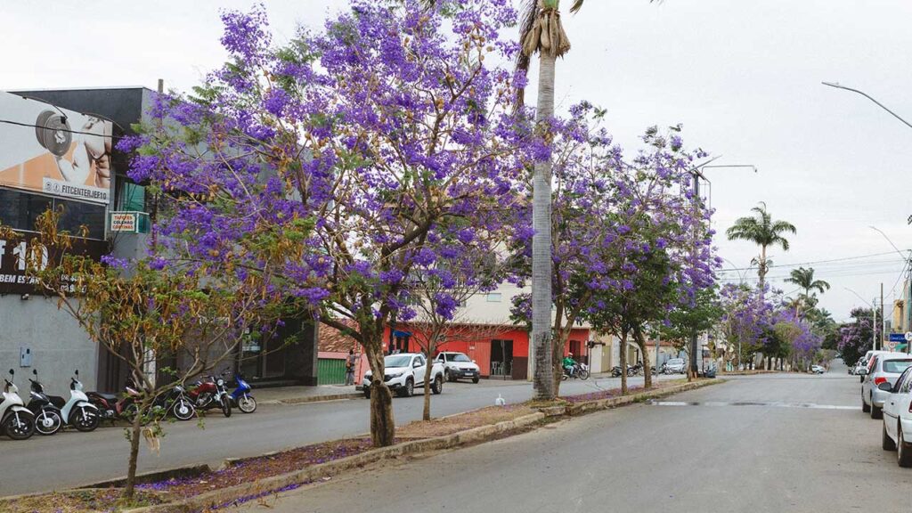 Florescimento de Jacarandás transformam cenário da avenida Gérson Rios em João Pinheiro