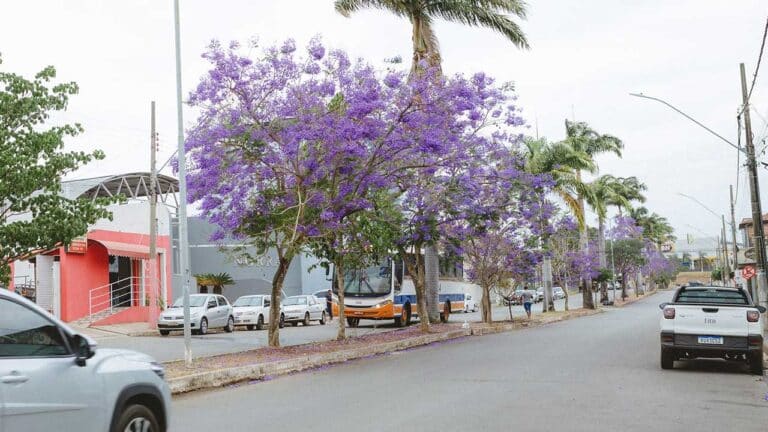 Florescimento de Jacarandás transformam cenário da avenida Gérson Rios em João Pinheiro