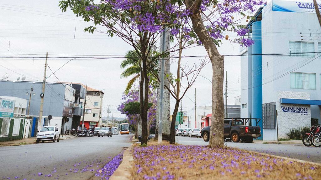 Florescimento de Jacarandás transformam cenário da avenida Gérson Rios em João Pinheiro