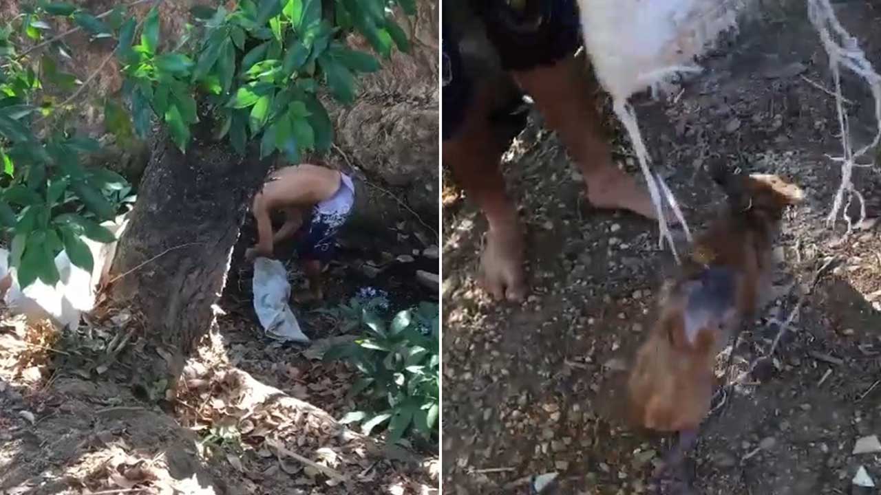 Crueldade: cachorro é encontrado ferido dentro de saco em grota no Esplanada em João Pinheiro
