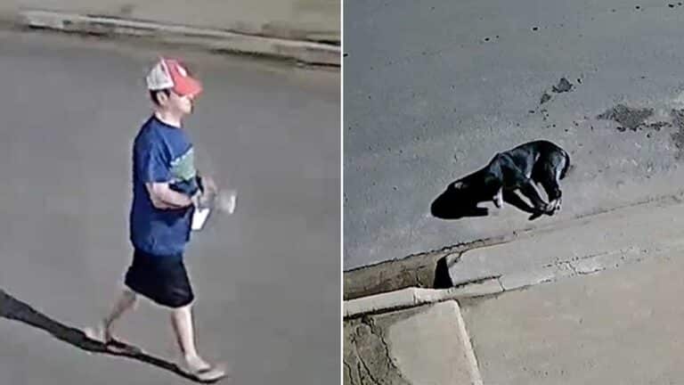 Cureldade: homem filmado envenenando cachorros causa revolta em Luizlândia do Oeste (JK)