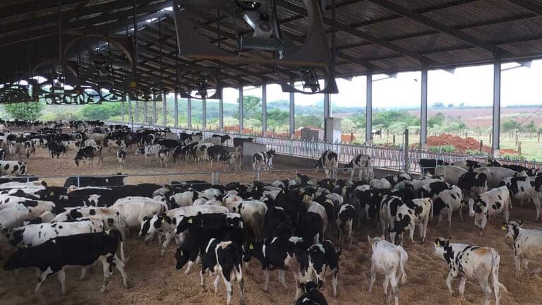 Pecuarista recebe indenização após queda de energia de 20 horas causar perda na produção de leite
