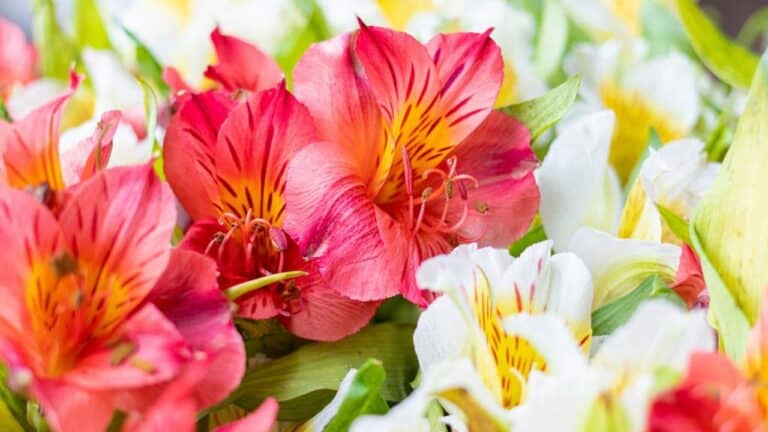A arte do pedido de desculpas: como dizer "desculpa" na linguagem das flores
