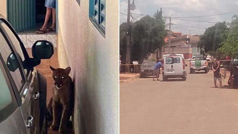 Casa em Varjão de Minas recebe visita surpresa de onça de grande porte; veja o vídeo